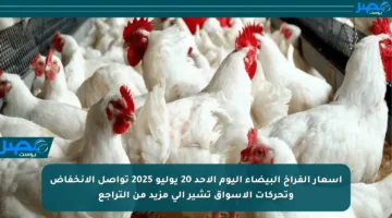 أسعار الفراخ البيضاء اليوم الأحد 20 يوليو 2025 تواصل الانخفاض وتحركات الأسواق تشير إلى مزيد من التراجع